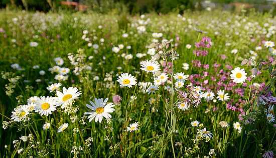 Schaufenster in die Wiese