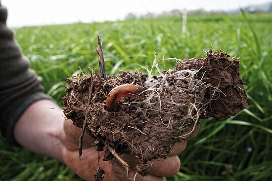 Boden, eine vergessene Ressource?