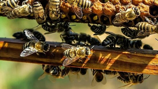 Auswinterung und Frühjahrsarbeiten – Wachsgewinnung und Verarbeitung