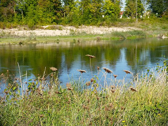 Wilde Kräuter, wilde Bienen
& die wilde Isar