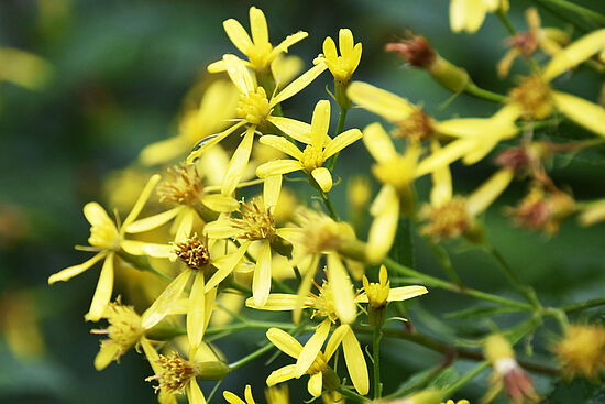 Wild- und Gartenkräuter im Naturgarten