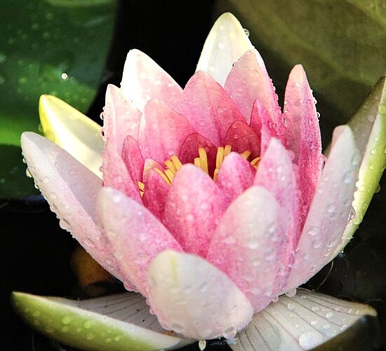 Um eine Mitte, die trägt - Basisgruppe:
Aufblühen