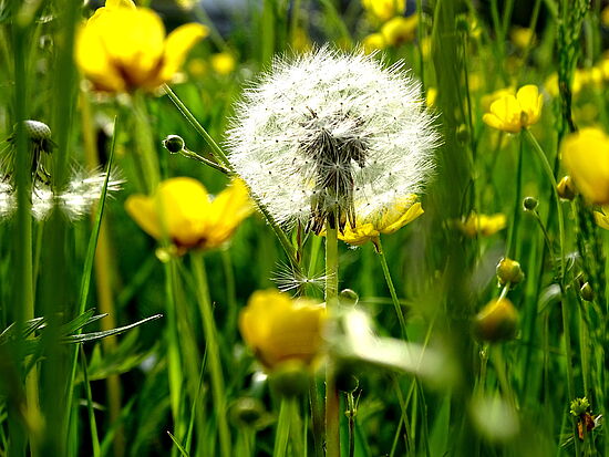 Diese Veranstaltung fällt leider aus!
Versorgung am Lebensende: 
Ich bin Angehörige(r) - 
kann ich das schaffen?