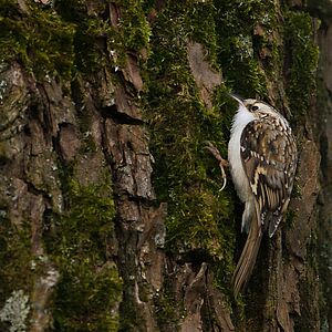 Baumläufer