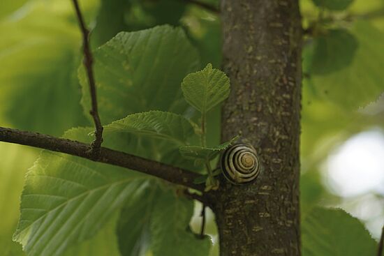 Overshoot – Rettet uns der Waldboden?
"WALD UM 7"