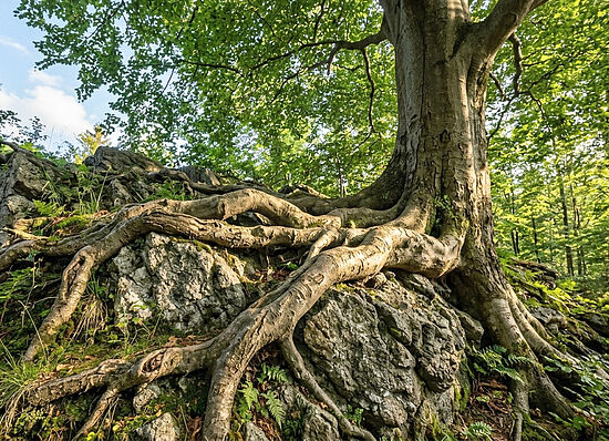 Das Immunsystem der Seele stärken - Impulse aus dem Resilienztraining