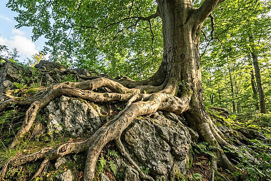 Das Immunsystem der Seele stärken - Impulse aus dem Resilienztraining