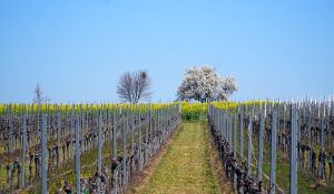 Einführung und Anleitung zu den Grundregeln in Ertragsweinbergen sowie an Hausstöcken und Pergolen: Rebschnittkurs (Kurs 1)